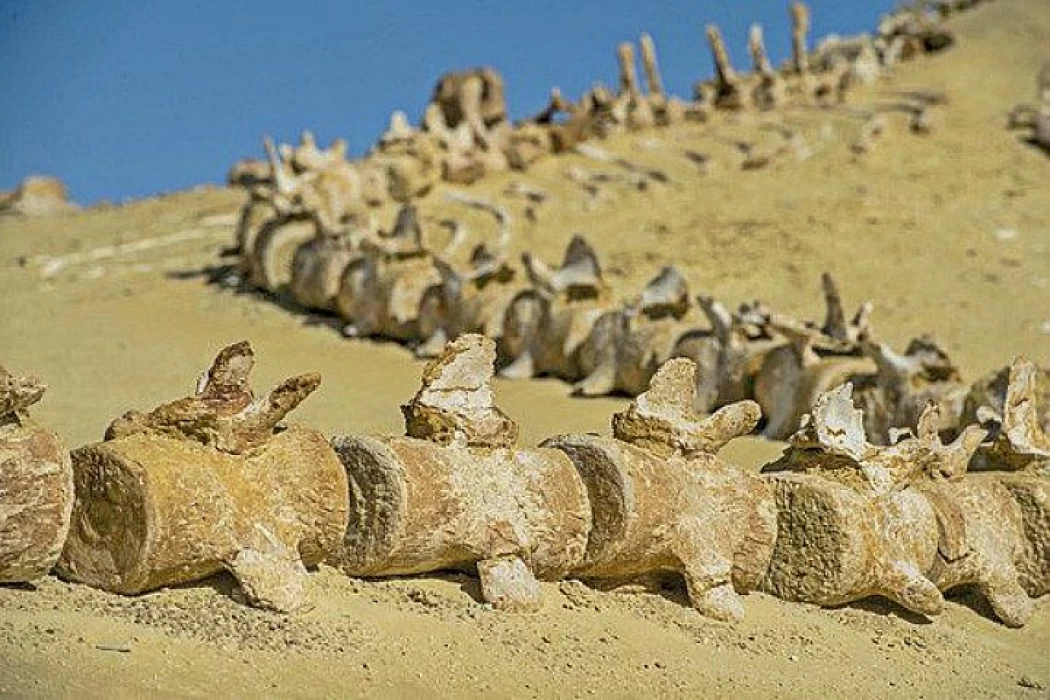 Wadi Hitan | Egypt